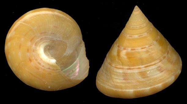 4 - Calliostoma conulus?